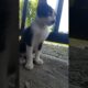 #cat #cute #kitten #update #animals #nature #viral #viralvideo