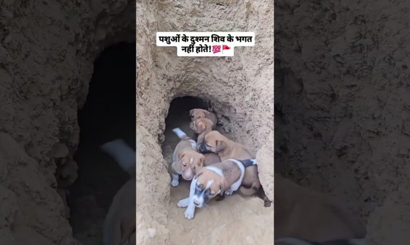 #cute #puppies #dog #myanimal #viral