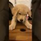 cute puppies #pets #adorable #puppies # #shortvideo #shorts