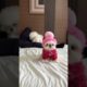 #cute #puppies #pets #dogvideos #puppy #cutedog #dog #dogs #dogshorts #doglife #doglove #anjinglucu