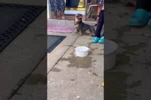 #cute #puppies #pets #playtime #tbt #frenchbulldog #frenchie #bullybreed #pocketbully #love #dogs