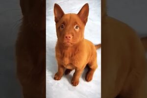 cute puppies playing and barking adorable video #puppy #dog #cutedog #pets #dogs #trending #shorts