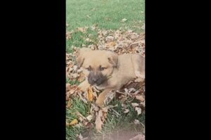 # cute puppies # puppies #fun puppies