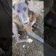 lovely Cute Puppies 😍🐾#puppy#cute#dog#pets#love #dogvideos#shorts#reels#cutebaby#petlover#explore#my