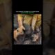 motivational Emotional videos 🥺 | save animals | animals rescue #motivational #shorts #motivation
