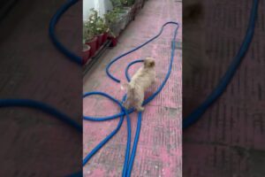 #song #lovelypet #puppy #cute #puppies #dog #pets #maltipoo #love #dehradun #uttarakhand #cutealert