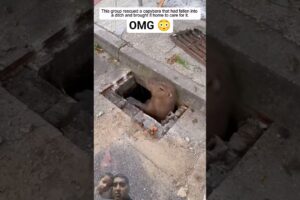 this group rescued a capybara #animals #rescue