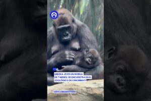 ¡A mimir! 😴 Bebé gorila duerme en los brazos de su mami en un zoo de Cincinnati