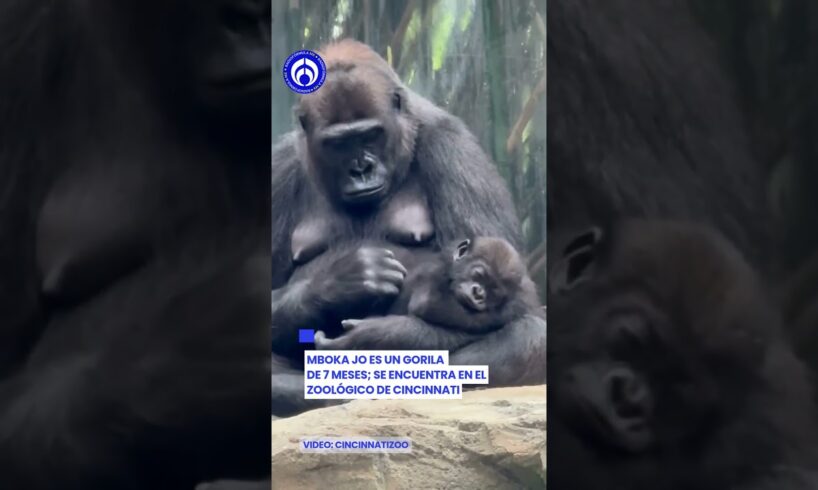 ¡A mimir! 😴 Bebé gorila duerme en los brazos de su mami en un zoo de Cincinnati