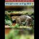तेंदुआ मां खुद भूखी रहकर पहले अपने अपने बच्चों का पेट भरती है | #shorts