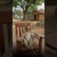 बंदर ने लगाया पेड़😂/#comedy#monkey ‎⁨@thethar_puns  @AaluPyajJoke #funny