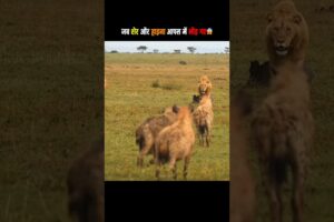 शेर ने छीना हाइना का खाना… फिर शुरू हुआ युद्ध 😳 #shorts #animals