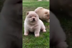 കുട്ടിയുടെ വിഷമം മാറ്റം😥#ai #cute #dog #malayalam #funny #animal #pets