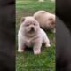 കുട്ടിയുടെ വിഷമം മാറ്റം😥#ai #cute #dog #malayalam #funny #animal #pets