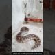 ​A Rare and Unsettling Encounter in the Corner #snake #wildliferescue