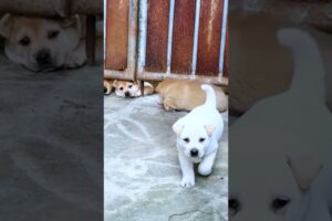 Cute Puppies #viral #shorts 🐶
