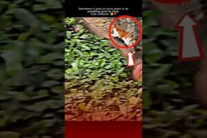 heartwarming animal rescue stories || 💔🥺😭 #rescue #animalrescue