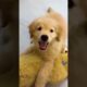 Cute Puppies #viral #shorts 🐶