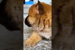 Cute Puppies #viral #shorts 🐶