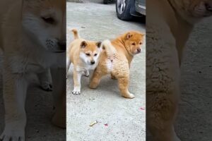 Cute Puppies #viral #shorts 🐶