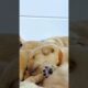 Cute Puppies #viral #shorts 🐶