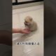 The love for these cute puppies grows day by day #dog #pet #cutedog #puppy #puppylove #cuteanimal