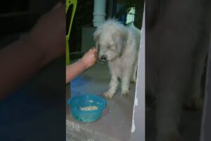 Cute Dog Collection, The World’s Cutest Puppies #dog #puppies #puppy #video #cute #cutest