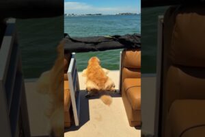 Cutest Dogs & Puppies You'll See Today - Adorable Golden Retrievers and Sweet Dog Moments 🐶❤️