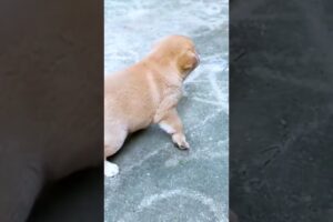 Cute Puppies #viral #shorts 🐶