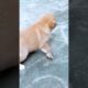 Cute Puppies #viral #shorts 🐶