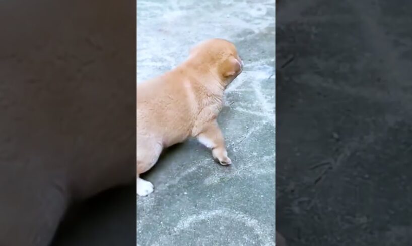 Cute Puppies #viral #shorts 🐶