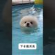 The love for these cute puppies grows day by day #dog #pet #cutedog #puppy #puppylove #cuteanimal