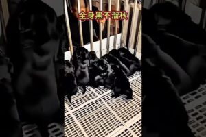 The love for these cute puppies grows day by day #dog #pet #cutedog #puppy #puppylove #cuteanimal