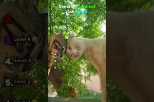 Ranking Funniest Cat Fights