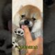 The love for these cute puppies grows day by day #dog #pet #cutedog #puppy #puppylove #cuteanimal