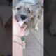 Cute Dog Collection, The World’s Cutest Puppies #dog #puppies #puppy #video #cute #cutest