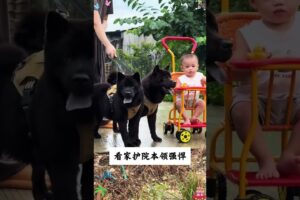 The love for these cute puppies grows day by day #dog #pet #cutedog #puppy #puppylove #cuteanimal