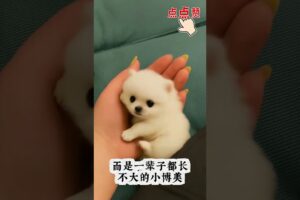 The love for these cute puppies grows day by day #dog #pet #cutedog #puppy #puppylove #cuteanimal