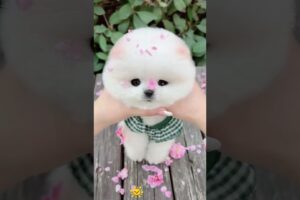 The love for these cute puppies grows day by day #dog #pet #cutedog #puppy #puppylove #cuteanimal