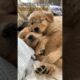 Top 5 Cutest Puppies Ever 😍🐾