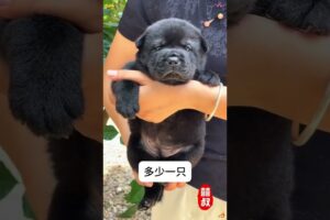 The love for these cute puppies grows day by day #dog #pet #cutedog #puppy #puppylove #cuteanimal