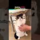 Ranking Cutest Kitten Moments