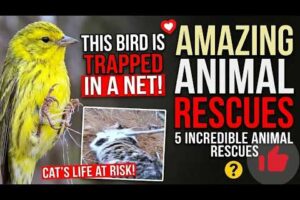 5 Heartbreaking Animal Rescues That Will Restore Your Faith In Humanity 🥺❤️