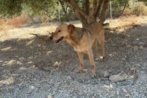A Long Awaited Update on Babis and Julia ❤️- Takis Shelter