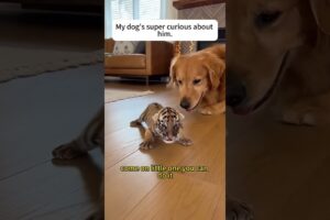 A tiger gave me her cub.#tiger #cubs #animals #rescue #shorts