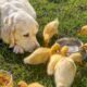 ADORABLE Dog Babysits Cute Ducklings 😂 | 1 Hour of Adorable Baby Animals