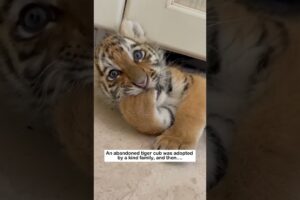 Adopt a tiger cub #wildliferescue #animallife #wildlife #animalfriendshipgoals #cute #rescue#tiger