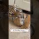 Adopt a tiger cub #wildliferescue #animallife #wildlife #animalfriendshipgoals #cute #rescue#tiger