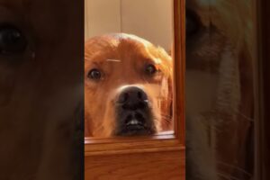 Adorable Dogs and Cutest Puppies You'll See Today. Golden Retrievers & Sweet Dog Moments
