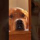 Adorable Dogs and Cutest Puppies You'll See Today. Golden Retrievers & Sweet Dog Moments